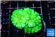 Pocillopora verrucosa toxic green 4-5 cm WYSIWYG acclimaté