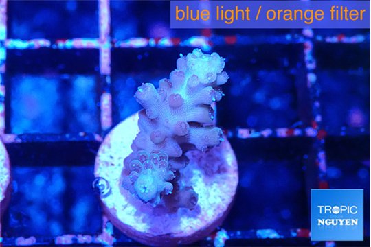 Acropora purple 2 cm WYSIWYG acclimaté