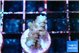 Acropora purple 2 cm WYSIWYG acclimaté