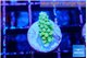 Acropora green 1-2 cm WYSIWYG acclimaté