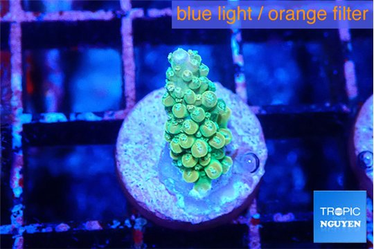 Acropora green 1-2 cm WYSIWYG acclimaté