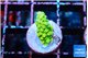 Acropora green 1-2 cm WYSIWYG acclimaté