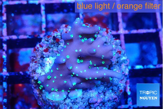 Acropora carduus green polyps deep water 2-3 cm WYSIWYG acclimaté