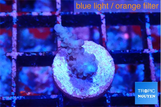 Acropora purple 1-2 cm WYSIWYG acclimaté