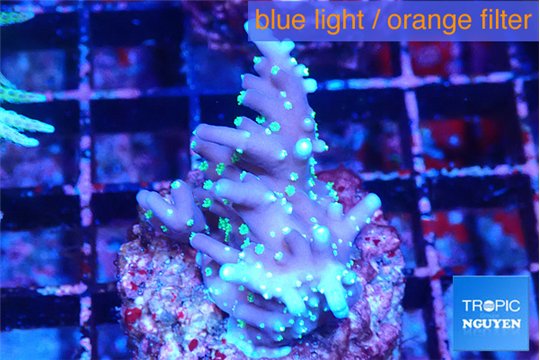 Acropora carduus green polyps deep water 3-4 cm WYSIWYG acclimaté