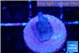 Acropora blue tip 1 cm WYSIWYG acclimaté