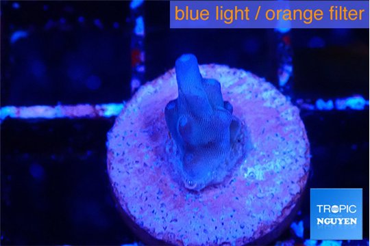 Acropora blue tip 1 cm WYSIWYG acclimaté
