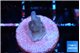 Acropora blue tip 1 cm WYSIWYG acclimaté