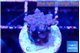 Acropora purple 1-2 cm WYSIWYG acclimaté