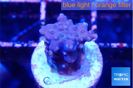 Acropora purple 1-2 cm WYSIWYG acclimaté