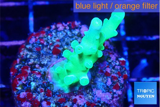 Acropora green & blue tip 2-3 cm WYSIWYG acclimaté