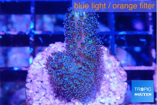 Stylophora milka 2 cm WYSIWYG acclimaté