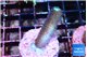 Stylophora milka 2-3 cm WYSIWYG acclimaté
