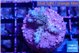 Acropora purple 2-3 cm WYSIWYG acclimaté