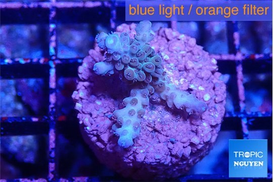 Acropora purple 2-3 cm WYSIWYG acclimaté