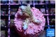 Acropora purple 2-3 cm WYSIWYG acclimaté