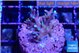 Acropora carduus green polyps deep water 2-3 cm WYSIWYG acclimaté