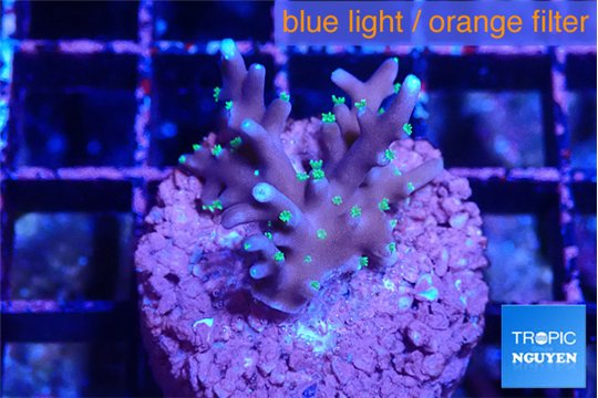 Acropora carduus green polyps deep water 2-3 cm WYSIWYG acclimaté