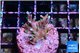 Acropora carduus green polyps deep water 2-3 cm WYSIWYG acclimaté