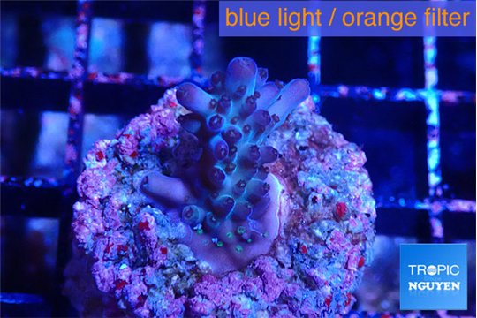 Acropora full purple 2-3 cm WYSIWYG acclimaté