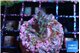 Acropora full purple 2-3 cm WYSIWYG acclimaté