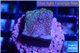 Montipora rainbow 2 cm WYSIWYG acclimaté