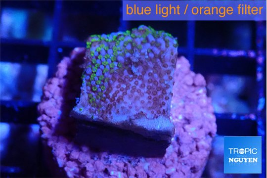 Montipora rainbow 2 cm WYSIWYG acclimaté