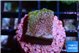 Montipora rainbow 2 cm WYSIWYG acclimaté