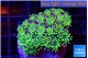 Galaxea neon green 3-4 cm WYSIWYG acclimaté