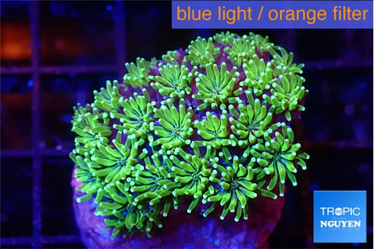 Galaxea neon green 3-4 cm WYSIWYG acclimaté