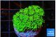 Galaxea neon green 3-4 cm WYSIWYG acclimaté