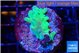 Acropora green 2 cm WYSIWYG acclimaté