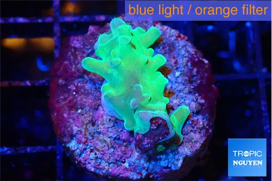 Acropora green 2 cm WYSIWYG acclimaté