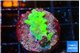 Acropora green 2 cm WYSIWYG acclimaté