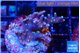 Acropora carduus green polyps deep water 3-4 cm WYSIWYG acclimaté
