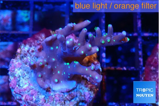 Acropora carduus green polyps deep water 3-4 cm WYSIWYG acclimaté