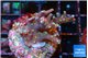 Acropora carduus green polyps deep water 3-4 cm WYSIWYG acclimaté