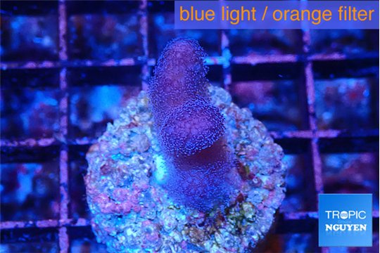 Stylophora full pink Fijii 2-3 cm WYSIWYG acclimaté