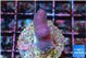 Stylophora full pink Fijii 2-3 cm WYSIWYG acclimaté