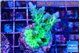 Acropora green & blue ice Fijii 3-4 cm WYSIWYG acclimaté