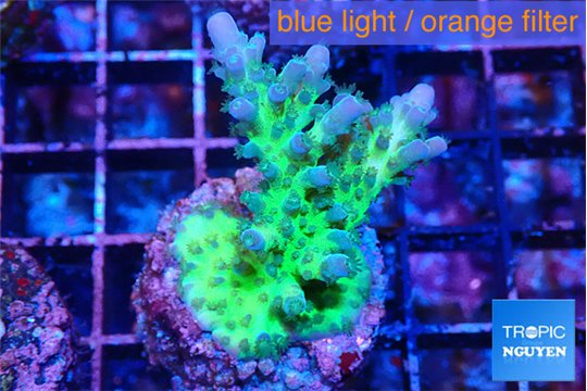 Acropora green & blue ice Fijii 3-4 cm WYSIWYG acclimaté