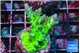 Acropora green & blue ice Fijii 3-4 cm WYSIWYG acclimaté