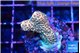 Acropora mango 2-3 cm WYSIWYG acclimaté