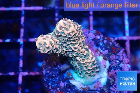 Acropora mango 2-3 cm WYSIWYG acclimaté
