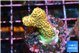 Acropora mango 2-3 cm WYSIWYG acclimaté