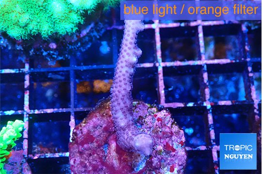Seritopora pink purple Fijii 2-4 cm WYSIWYG acclimaté