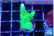 Acropora neon green 3-4 cm WYSIWYG acclimaté