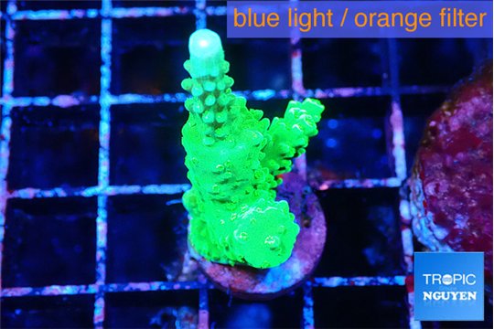 Acropora neon green 3-4 cm WYSIWYG acclimaté