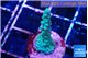 Acropora green purple 2 cm WYSIWYG acclimaté