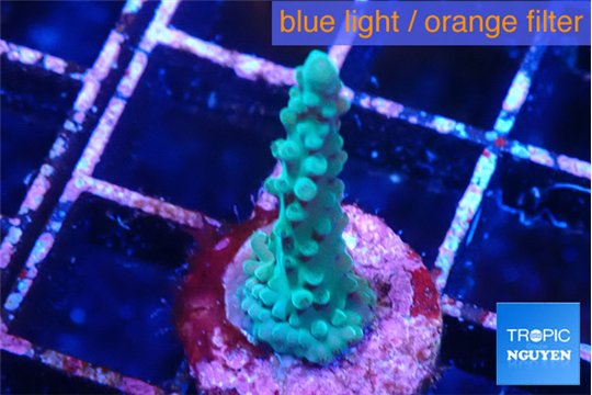 Acropora green purple 2 cm WYSIWYG acclimaté